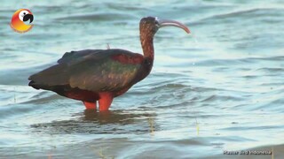 Pesona Menakjubkan dari Burung Ibis Roko roko