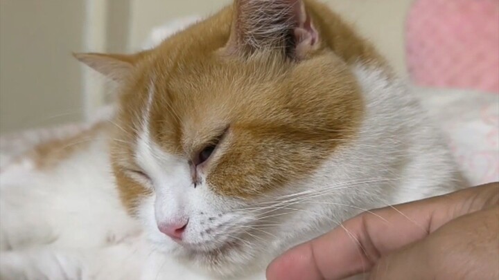 หนูจากัวร์#cat #catsofinstagram #cats#catstagram#catlover  #catlovers#instacat#meow #kitten