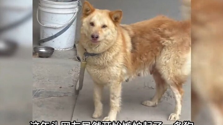 Even working dogs can earn 3,000 yuan a month, sparking envy among netizens—no more worrying about s