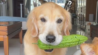 Help! This dog is too good at eating...