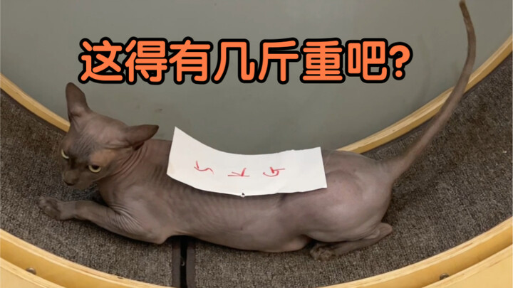 Teaching you how to seal a little kitten～