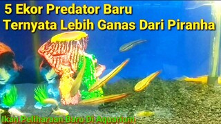 Predator Ini Ternyata Lebih Rakus Dari Piranha