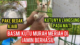 Cara Memberisihkan Kutu Kucing Manjur Murah Meriah Pasti Berhasil..!