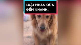 Lòng tốt của chú chó được đền đáp..storytime tiktoksoiphim vacaiket caiket#review xuhuong smartdog dog story reviewphim phimhaymoingay fyp foryou