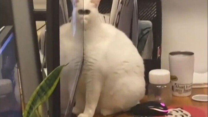 Cat: I’ll keep watching you, forever!