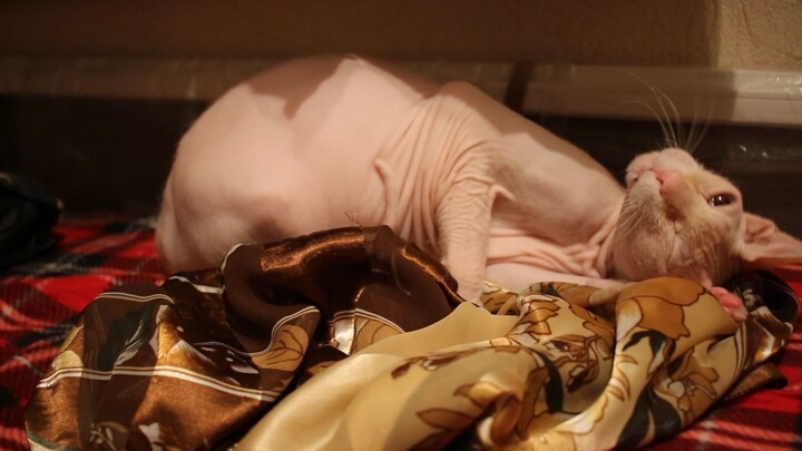 cat tv asmr асмр #cat #hairless #asmr #cute