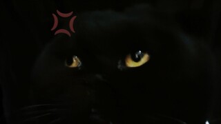 من يعرف ماذا يعني نظرة القط القاتلة هذه؟