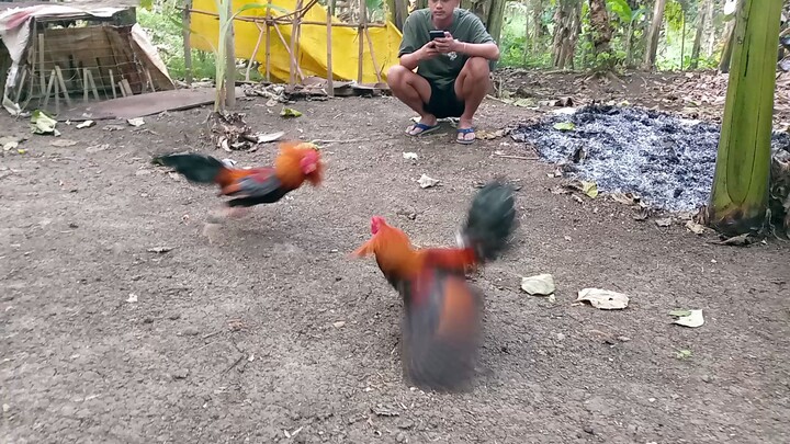 Spar muna ng aming Stag 🐓