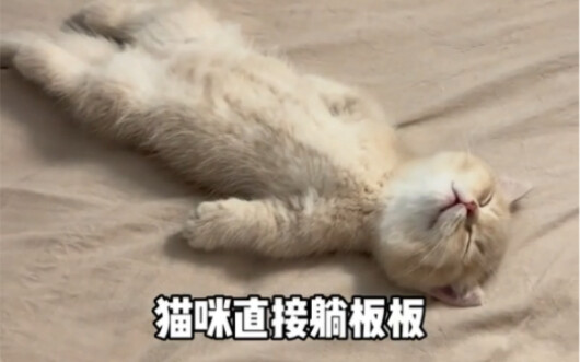 Con mèo mới của tôi hóa ra đang được 30 triệu người theo dõi!