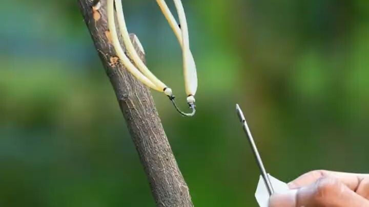 Black stick slingshots with Clour Balloone Bamboo Slingshots Bambooart