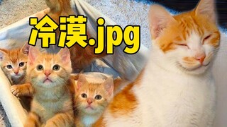 大橘猫高空生产4小萌：没事！摔不了！