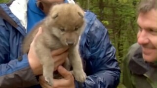 The furry wolf baby has learned to howl, please cooperate with us!