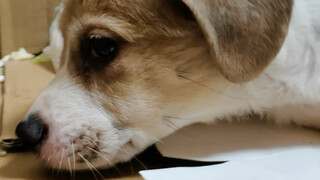I bought a puppy with a down payment of 15 yuan.