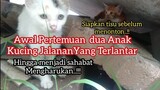 Persahabatan Dua Anak Kucing Sedih yang Terlantar Sama-Sama Di Tinggal Induknya Mengharukan...!!!
