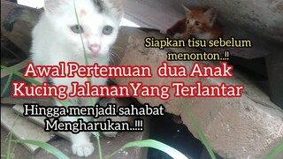 Persahabatan Dua Anak Kucing Sedih yang Terlantar Sama-Sama Di Tinggal Induknya Mengharukan...!!!