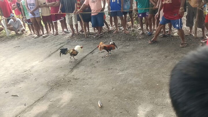 dec 31 1rst fight win