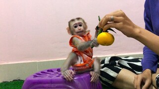 Monkey Mino and the orange fruit