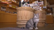 Saitama- Kitty Hospitality in Kawagoe - A Cat's-Eye View of Japan