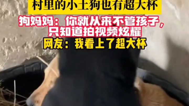 หมาบ้านตัวเล็กในหมู่บ้านยังมีแก้วใหญ่สุดๆ เลยนะ