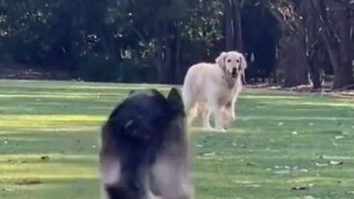 عندما رأى الكلب الذهبي كلب الراعي الألماني الكبير، ذُهل مباشرةً: ما هذه السلالة الجديدة من الأرانب؟