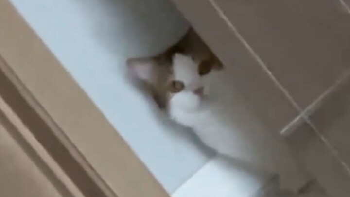 น้องแมวไม่ควรแอบย่องไปมา