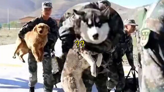 Pertama Kalinya! Husky Ditaklukkan Oleh Abang Tentara