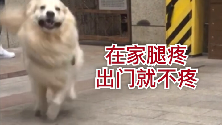Chú cún diễn sâu ở nhà thì đau chân, ra ngoài lại hết đau!