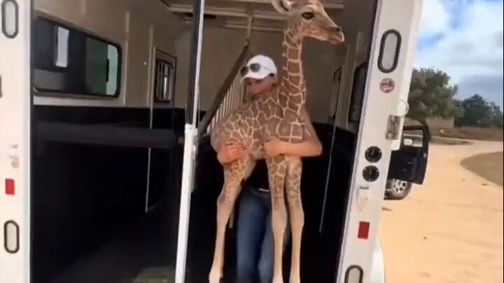 Các bé hươu cao cổ trông nhỏ xíu như đồ chơi so với hươu cao cổ trưởng thành.