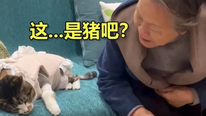 อย่างที่เราทราบกันดีว่าแมวเป็นสัตว์ที่เคารพผู้สูงอายุและรักเด็กเล็ก