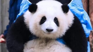和花被二狗又咬又推，掉下木架，最后园润给收拾了二狗