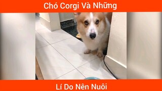 Chó Corgi Siêu Đáng Yêu Nghe Lời Chủ