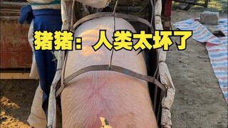 Piggy: Manusia terlalu jahat