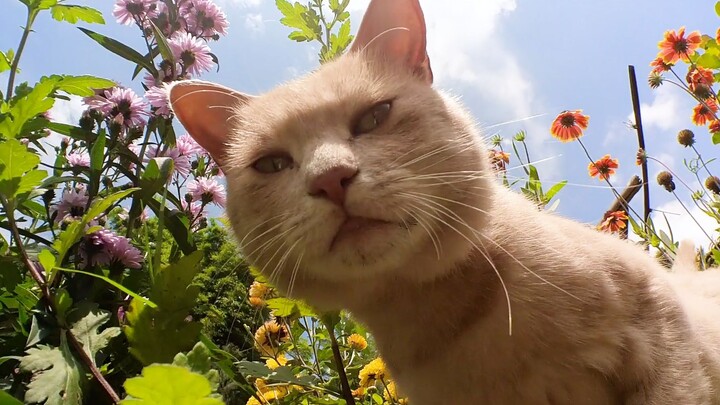 Living Like a Cat