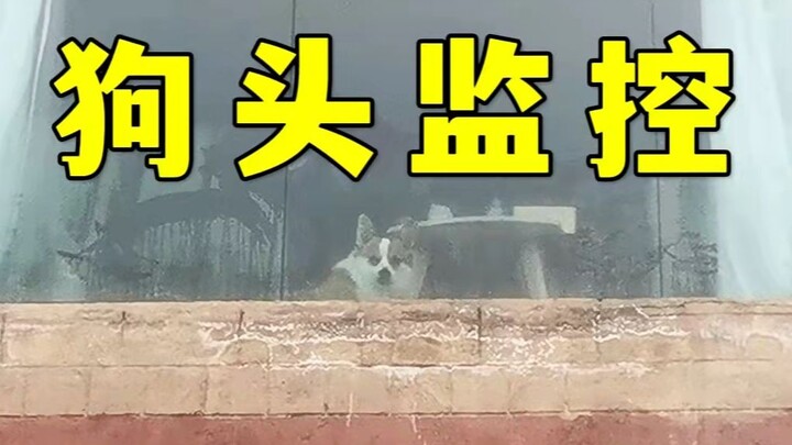 Mengurus Corgi itu kayak ngerekrut satpam buat di rumah