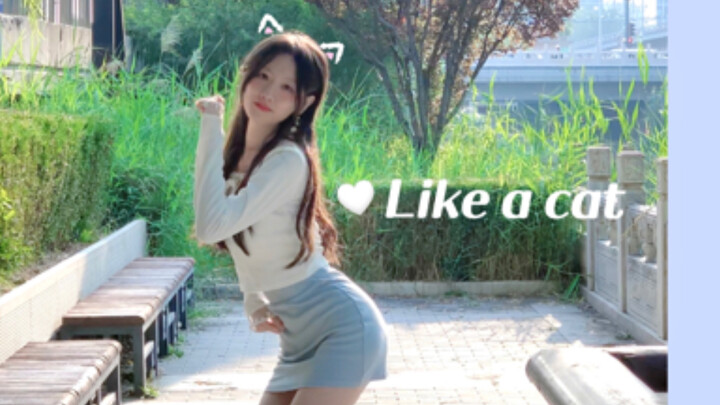 [AOA] Like a cat Happy Mid-Autumn Festival, meow!