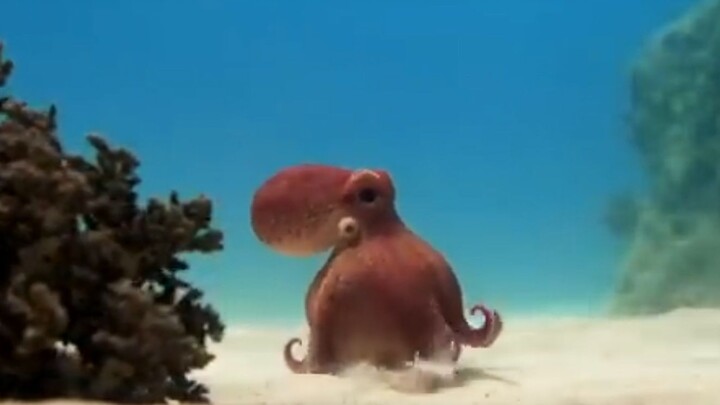 Did a spy octopus lurking on the seabed actually save a real octopus?!