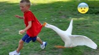 You laugh you lose, but it's actually funny pets