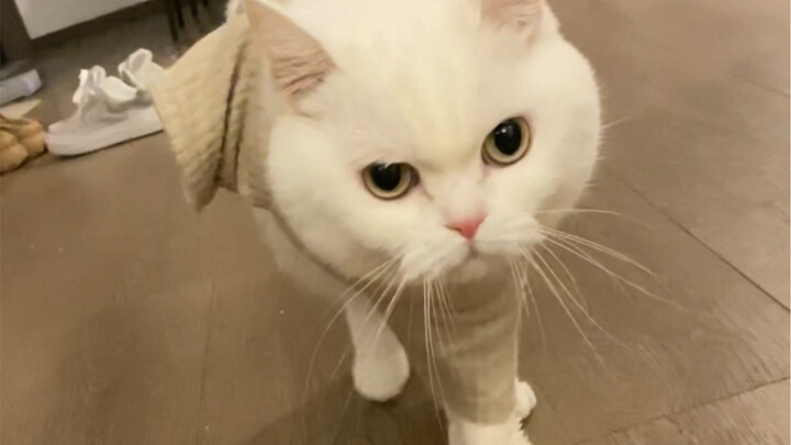 Miao Sang Struts Like a Cat