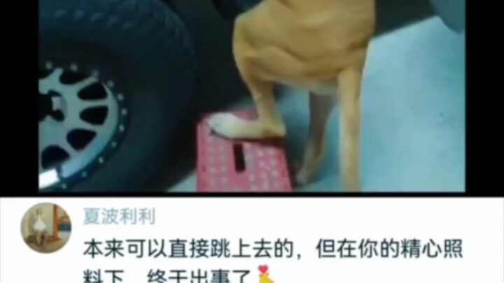 🐶: You better have a reason! 😂😂😂