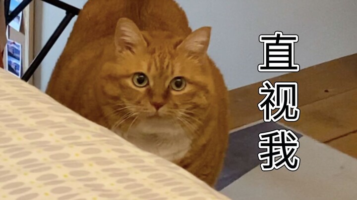 There’s this orange cat—what time do you get home at night?