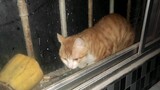 Cat|Playful Orange Cat