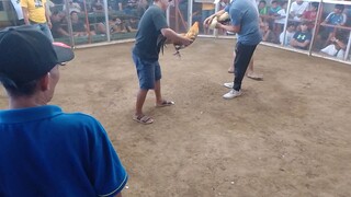 #3wins. 3rd fight,fighting for champion. mistiso bilik.