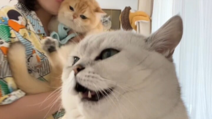 Old Fen gives a little nudge, instantly wins over Mom Fen’s heart, and just tosses his little brothe