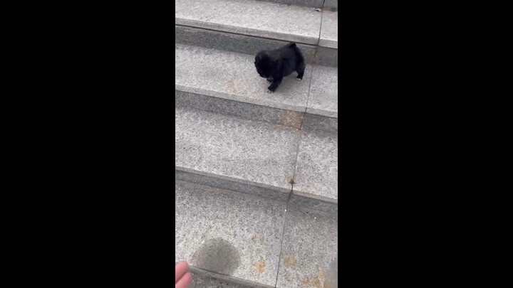 ลูกสุนัขโง่เรียนรู้ที่จะเดินลงบันไดท่ามกลางเสียงร้องโหยหวน