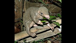 Story of Balin The Baby Pangolin in Palawan #pangolin #endangered