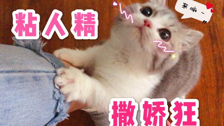 【Buku Harian Buta】Bagaimana rasanya memelihara seekor kucing kecil yang sangat manja?