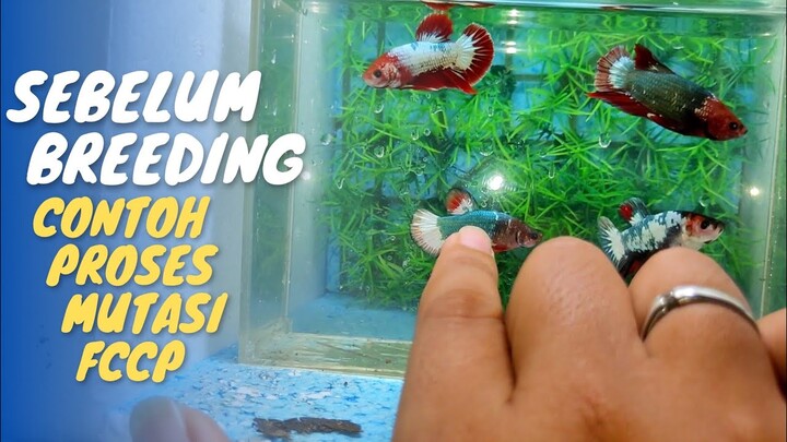 Untuk pemula dari sipemula, agar tidak drop disaat breeding FCCP❗