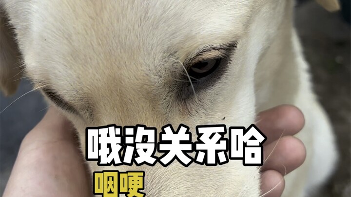 The shadow of wandering will accompany animals for their entire lives.