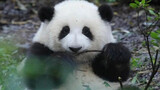 [Panda] Hua Hua memang cantik