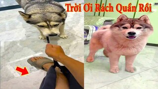 Thú Cưng TV | Dương KC Pets | Ngáo Và Ngơ #23 | chó thông minh vui nhộn | funny cute smart dog